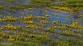 008_Biebrza - kwiecien 2010